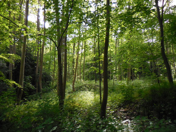 DSCN1775.JPG