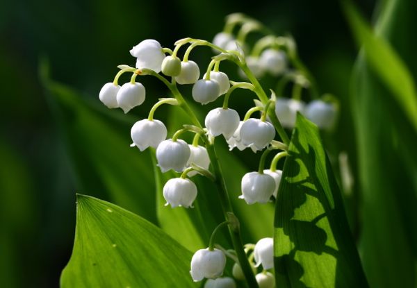 Lily_of_the_valley.jpg