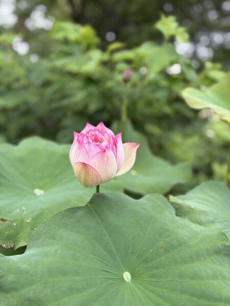 IMG_7192.jpeg