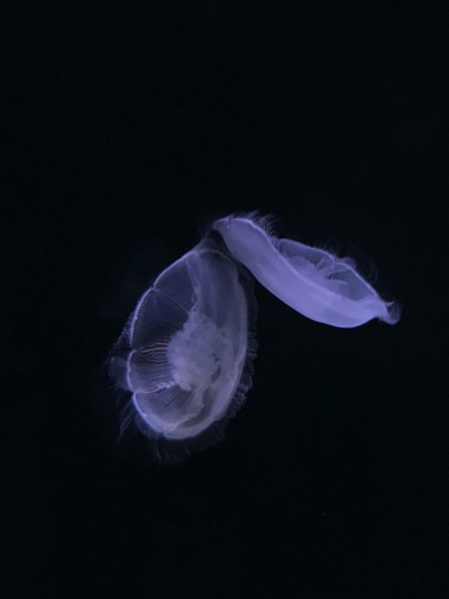 IMG_3685.jpg