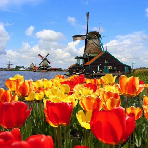 Tulips-in-Holland-1021x1024.jpg