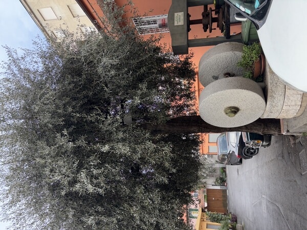 IMG_9256.jpeg