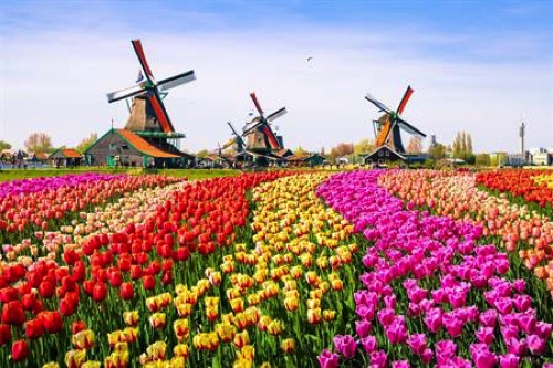 tulpen-nederland_728_l.jpg