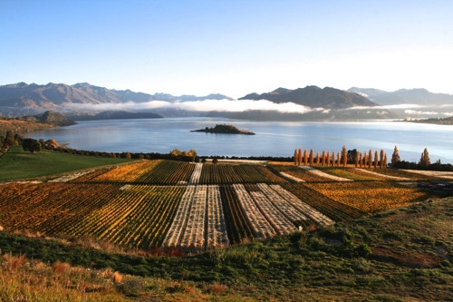 rippon copy.jpg