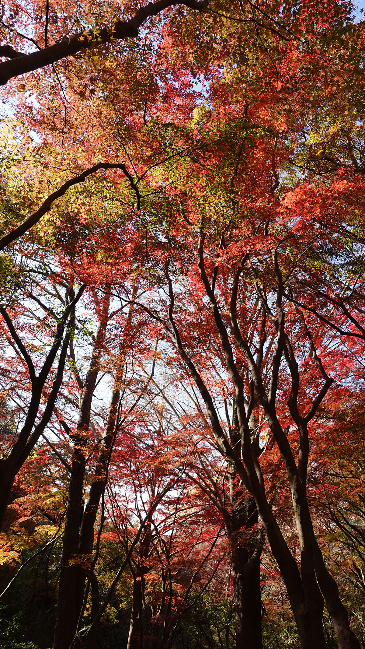 241225-kamakura-05.jpg