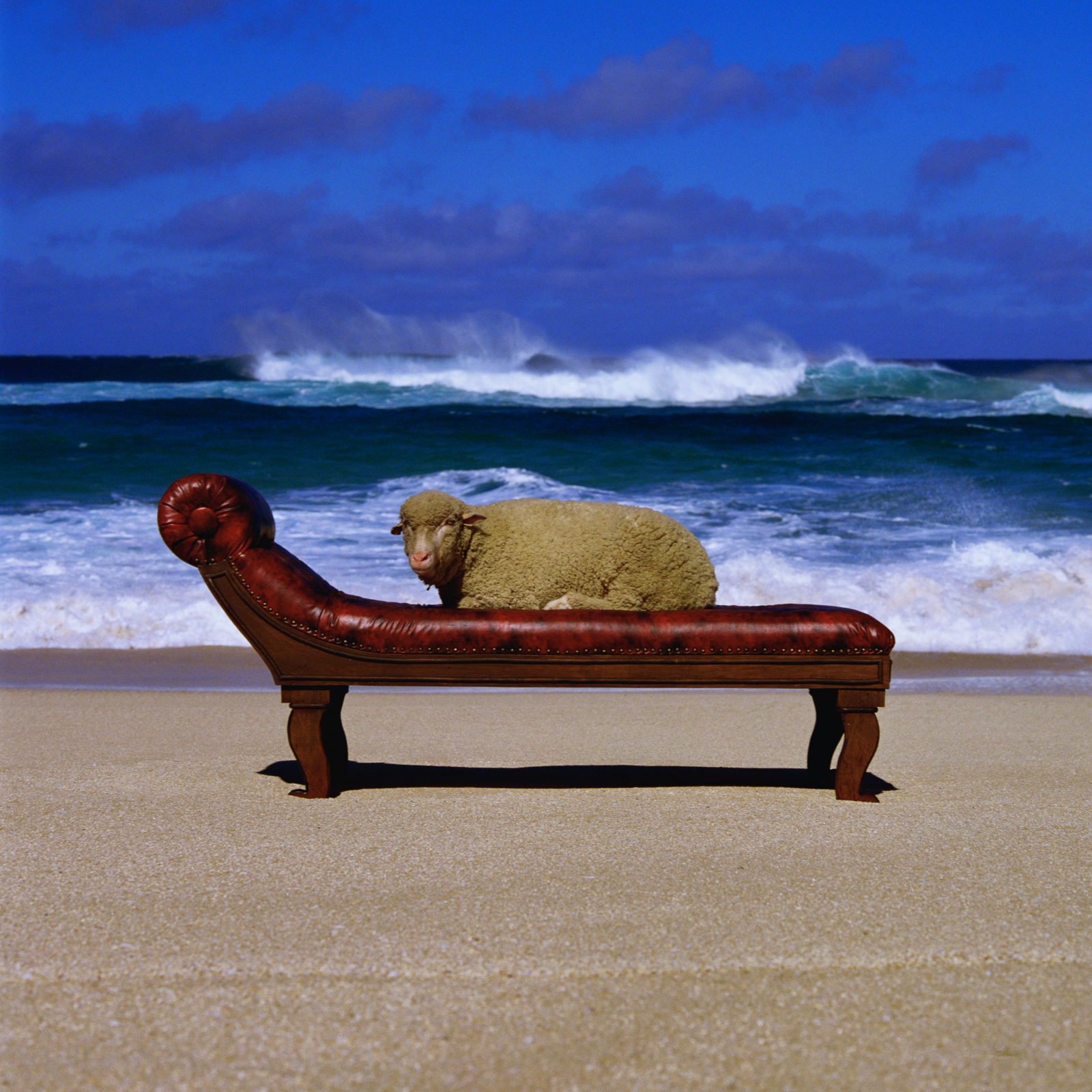 ８）【(c)Hipgnosis Ltd】HAPO6629B_M_10cc_Look_Hear_Sheep_PO_GT.png