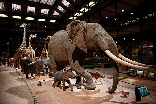 ハイテクを導入した、パリの自然史博物館は大迫力！