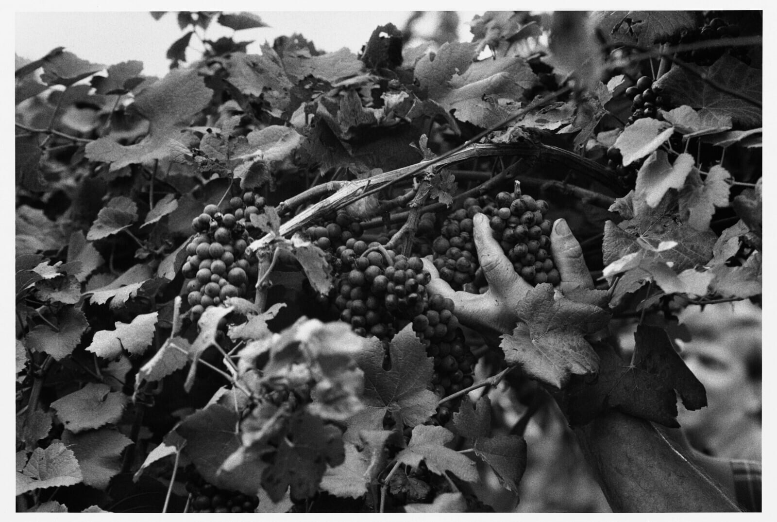 Photo by Eikoh Hosoe of the photographer taken from the book 