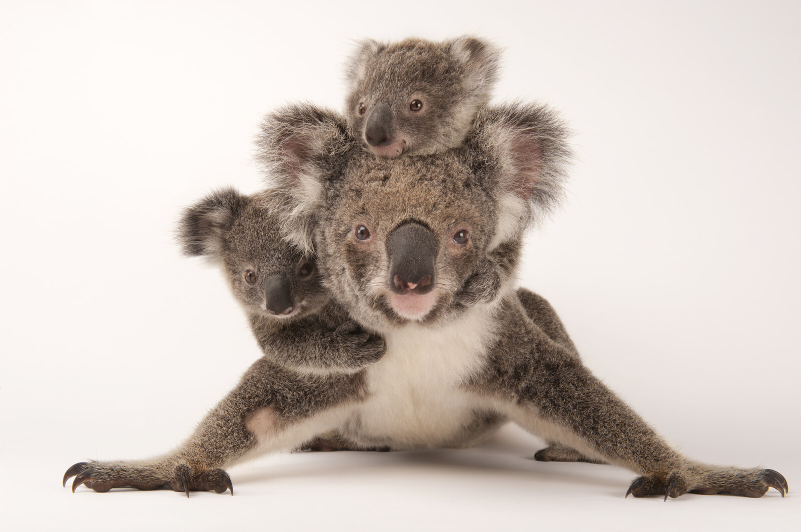 08 - Koalas_cr Joel Sartore-National Geographic Photo Ark_11481509.jpg