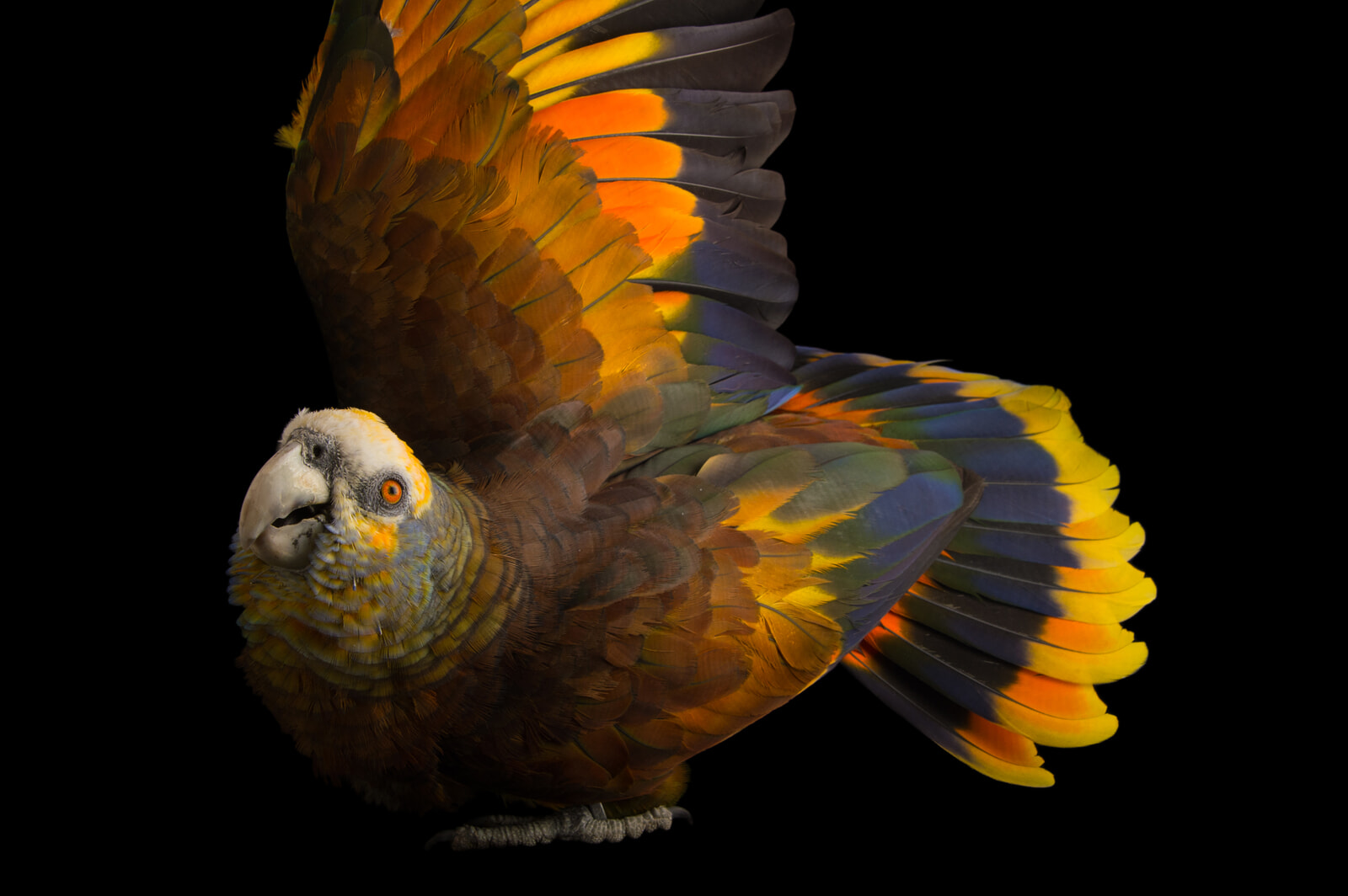 13 - Saint Vincent parrot_cr Joel Sartore-National Geographic Photo Ark_2331484.jpg