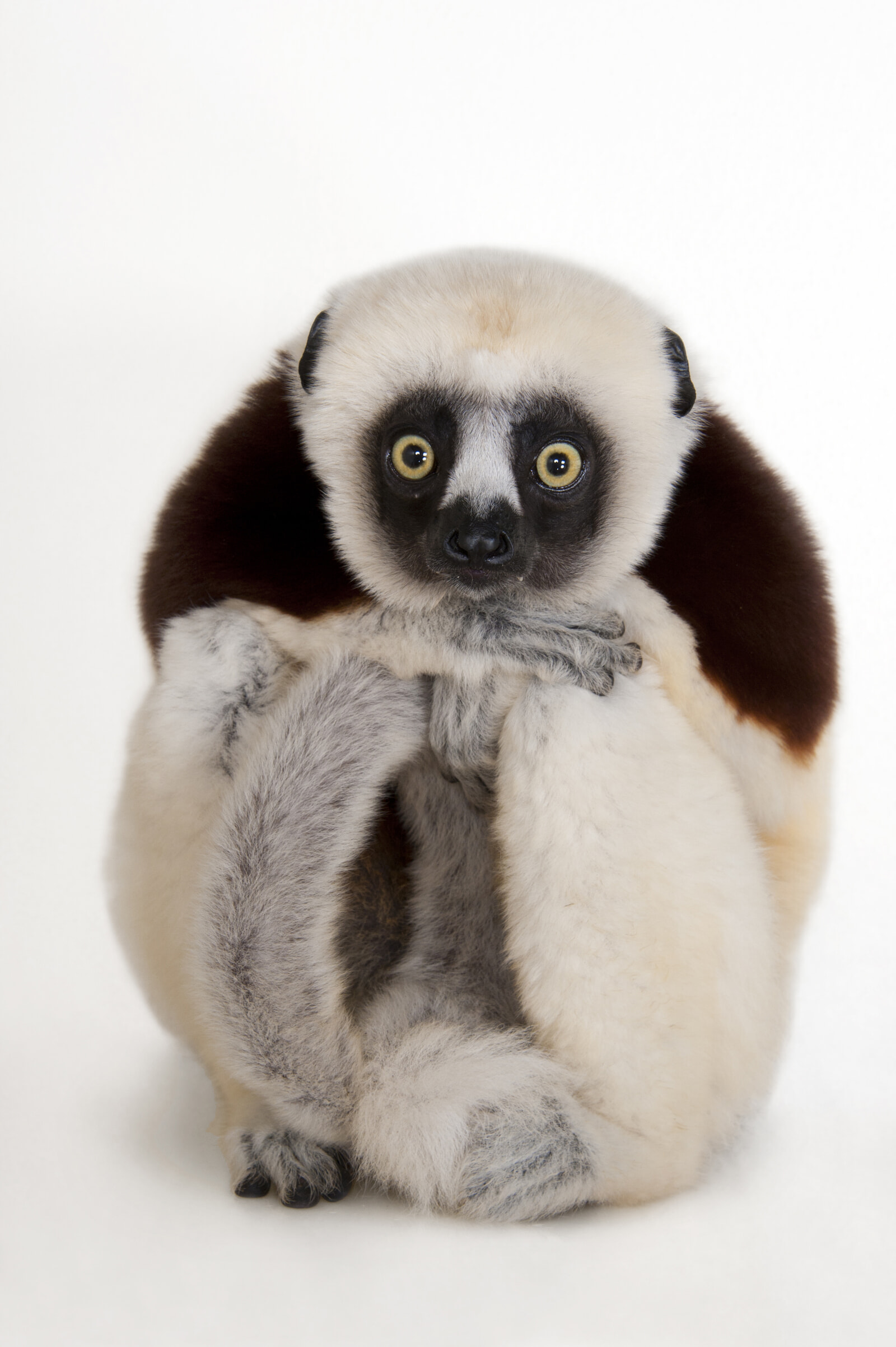 14 - Coquerel's Safika_cr Joel Sartore-National Geographic Photo Ark_1582509.jpg