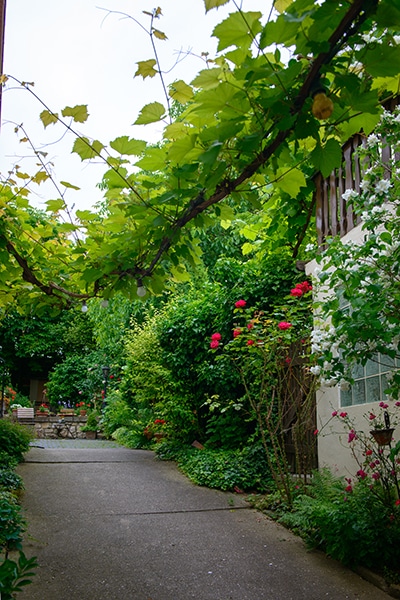 160908_riesling_02.jpg