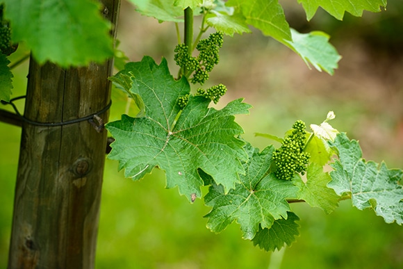 160908_riesling_07.jpg