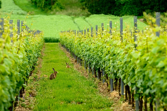 160915_riesling_03.jpg