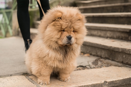 運河のほとりで出会ったツンデレチャウチャウ いぬパリ Madamefigaro Jp フィガロジャポン