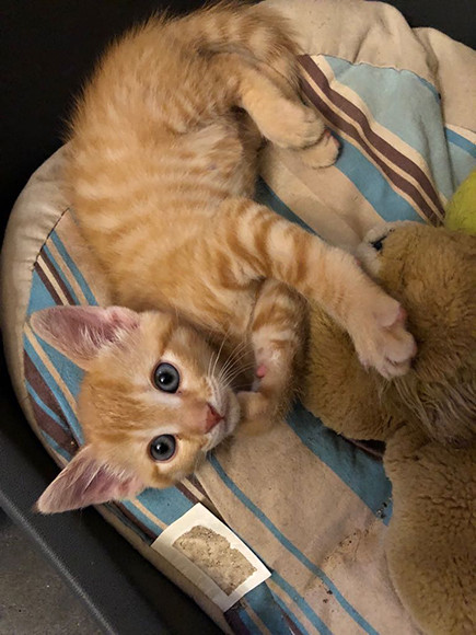 毛糸でじゃれてる♪虎猫ちゃん