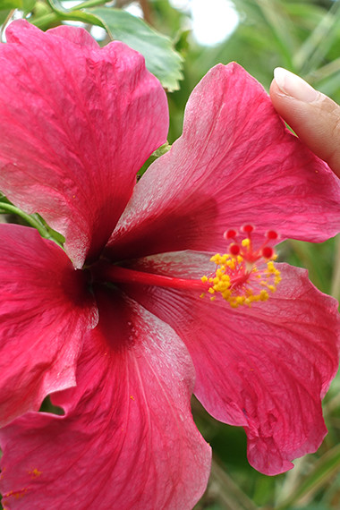 190415-Issey-Miyake-Shades-of-Paradise_Pink_Flower.jpg