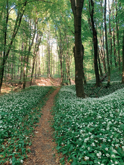 200826-IN-SEARCH-OF-RAMSONS.jpg