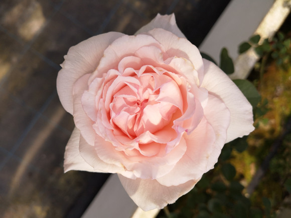 201022-rose-03.jpg