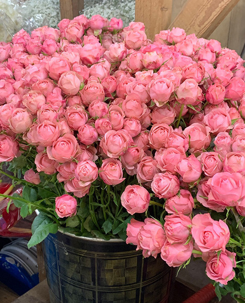 210204_roseday.jpg