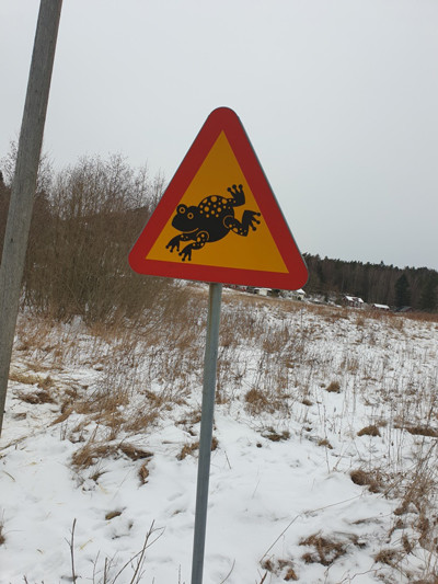 210302-frog.jpg