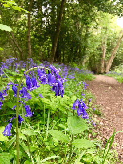 210402-bluebell-3.jpg