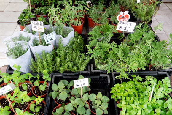 210514-garden-hongkong-06.jpg
