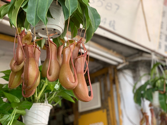 210514-garden-hongkong-08.jpg