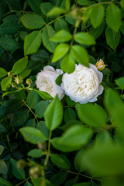 210622-niwa_june006.jpg