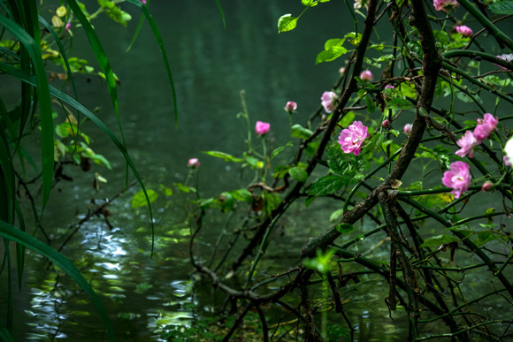 210622-niwa_june013.jpg