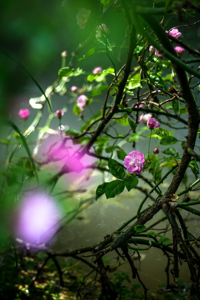 210622-niwa_june014.jpg