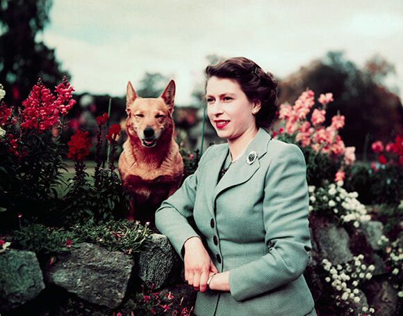 230123_Queen-Elizabeth-II-at-Balmoral-Castle-with-one-of-her-Corgis,-28-September-1952.jpg