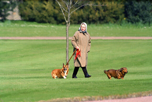 英国で犬の肖像画展＆女王とコーギー展が開催へ。｜Culture