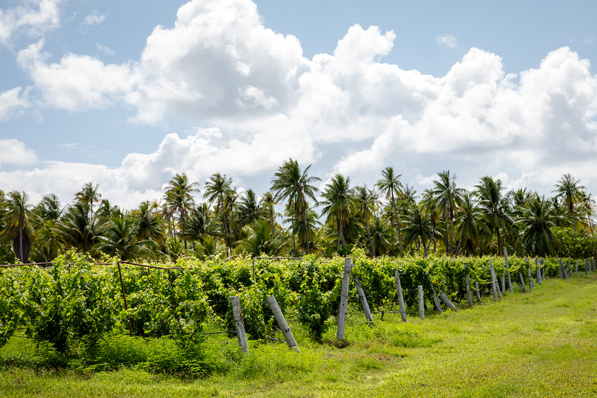 250207-rangiroa03.jpg