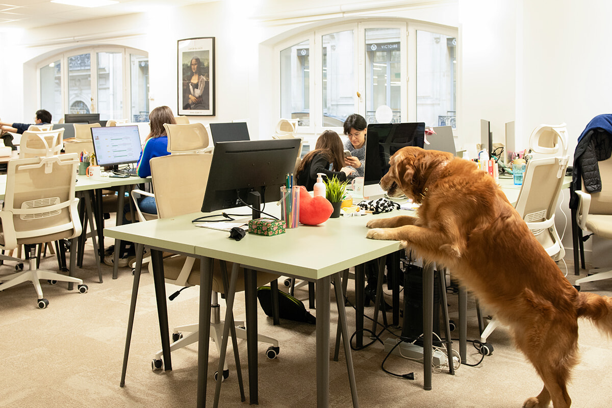 愛犬とともに出社！ パリの注目ブランド「ジューヌ」で見つけた心地いいオフィスの在り方。