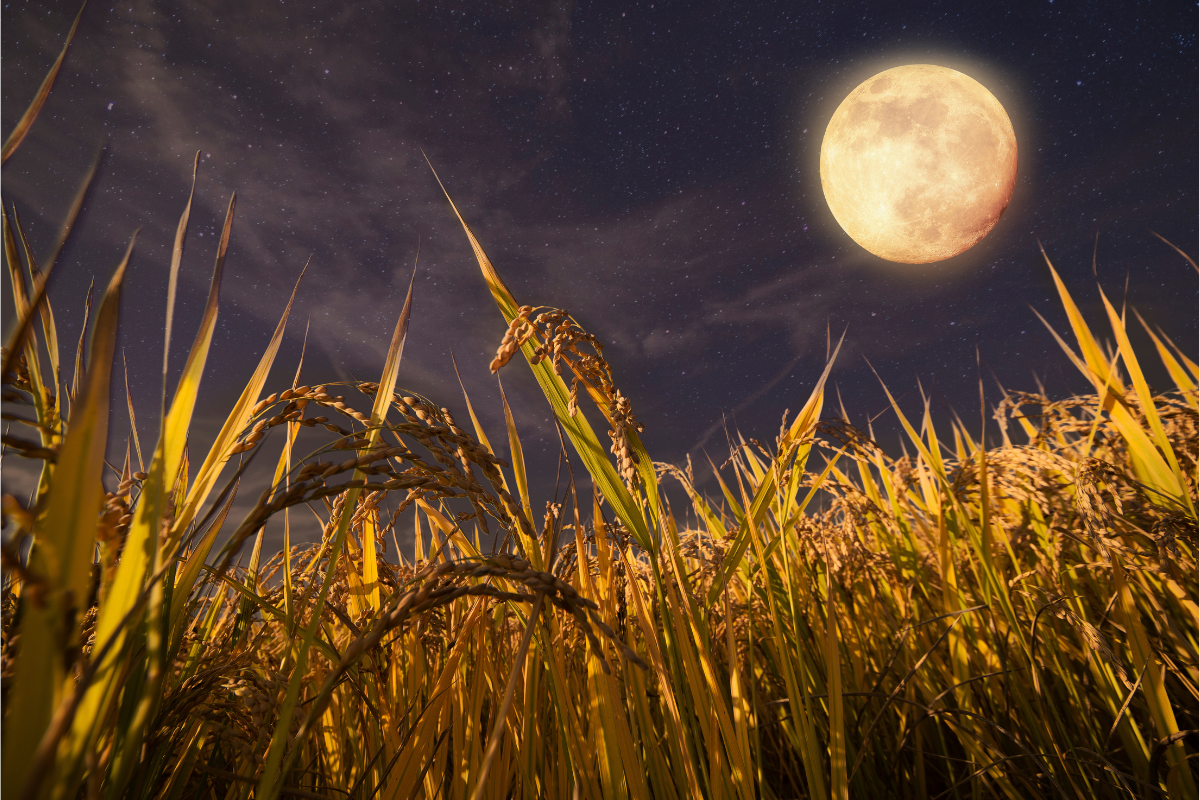 250905harvestmoon.png