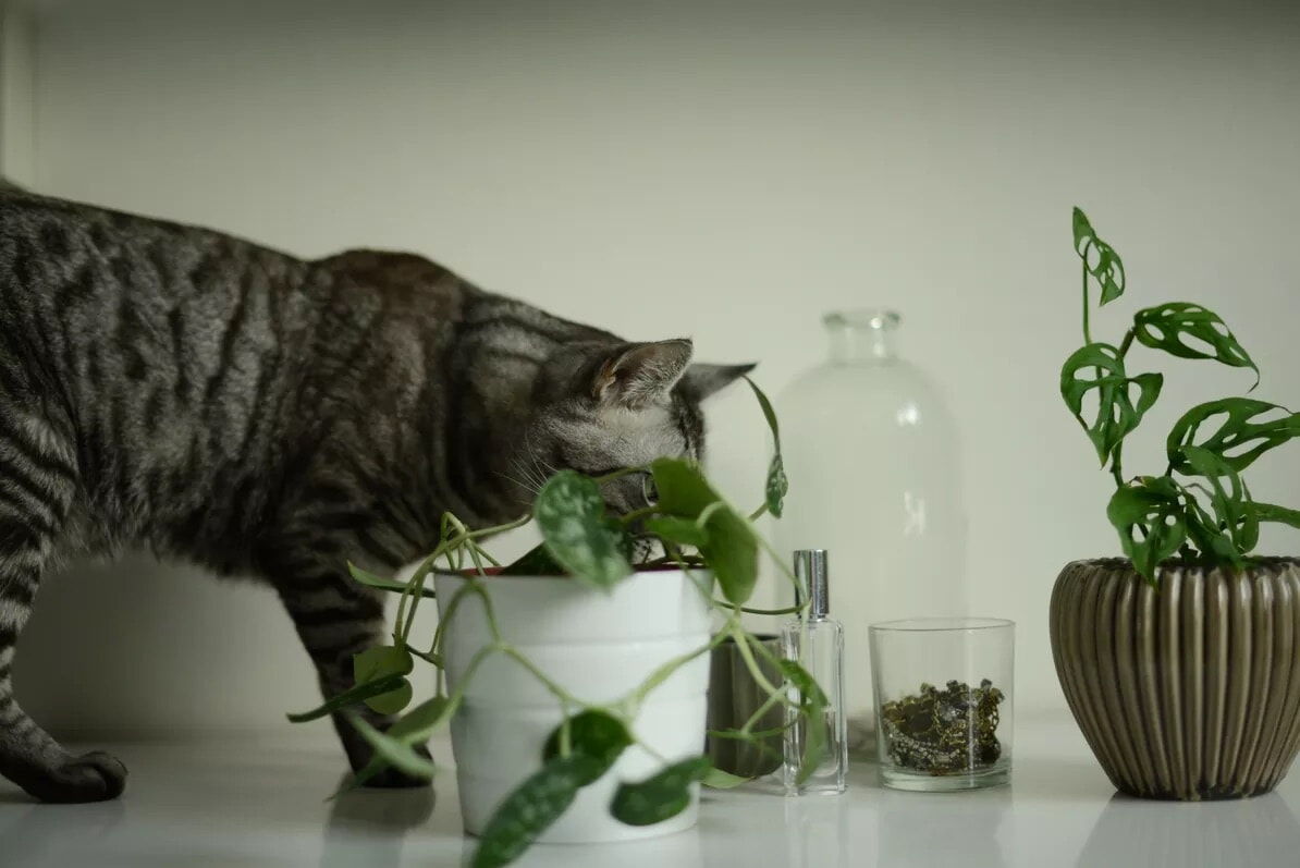 251214-mf-cat-plant.jpeg