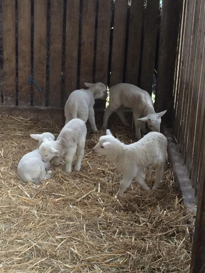 210402-lambs２.jpg