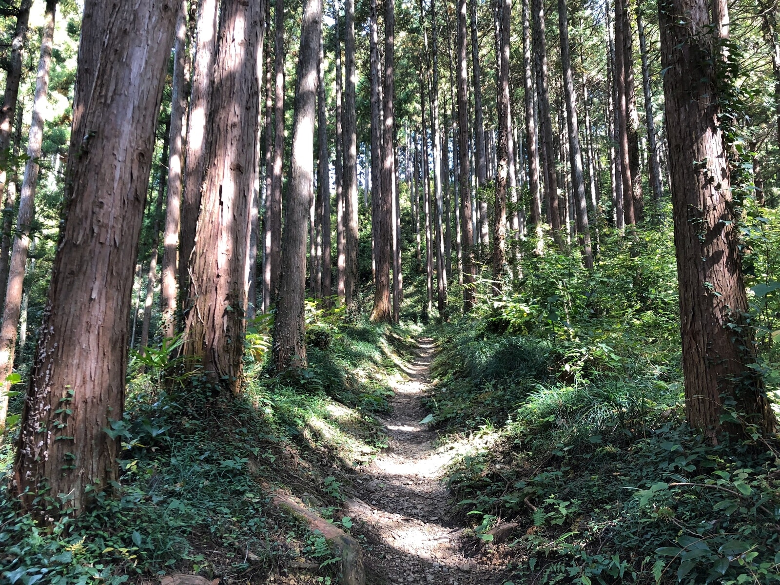 こんな感じの森の中も歩きます.jpg