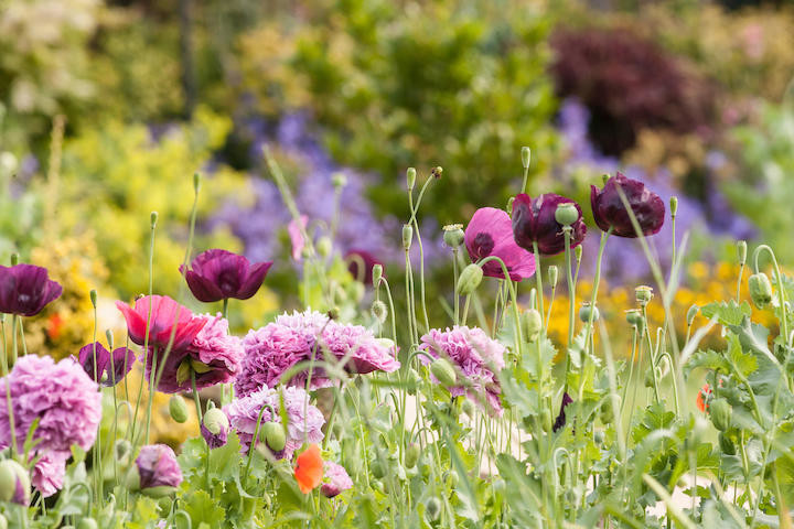 720x480-191003-gardening.jpg