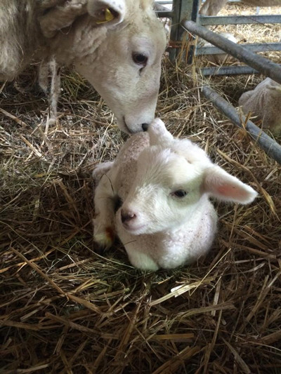 210402-lamb.jpg