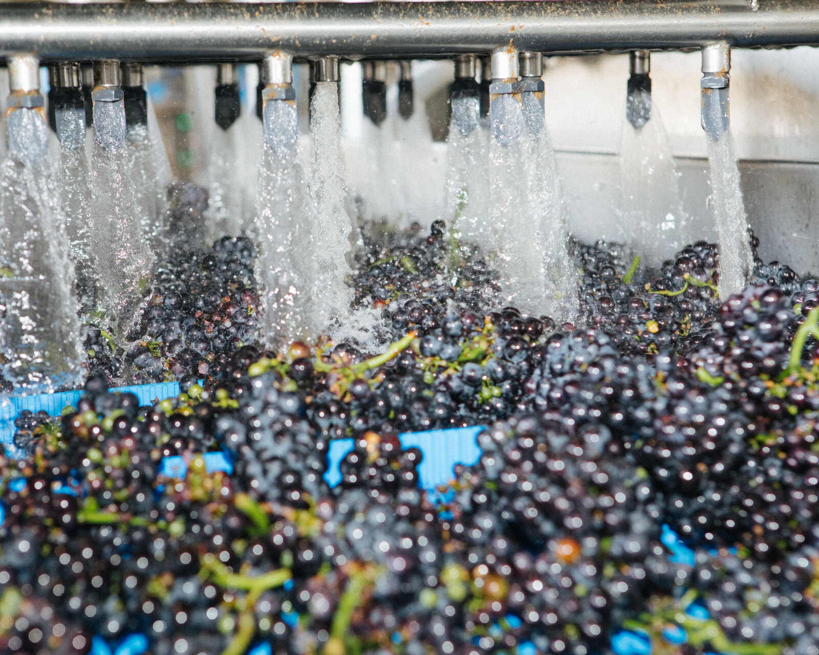 Ca' del Bosco_Grape Spa_1_Photo by Marco D'Amico.jpg