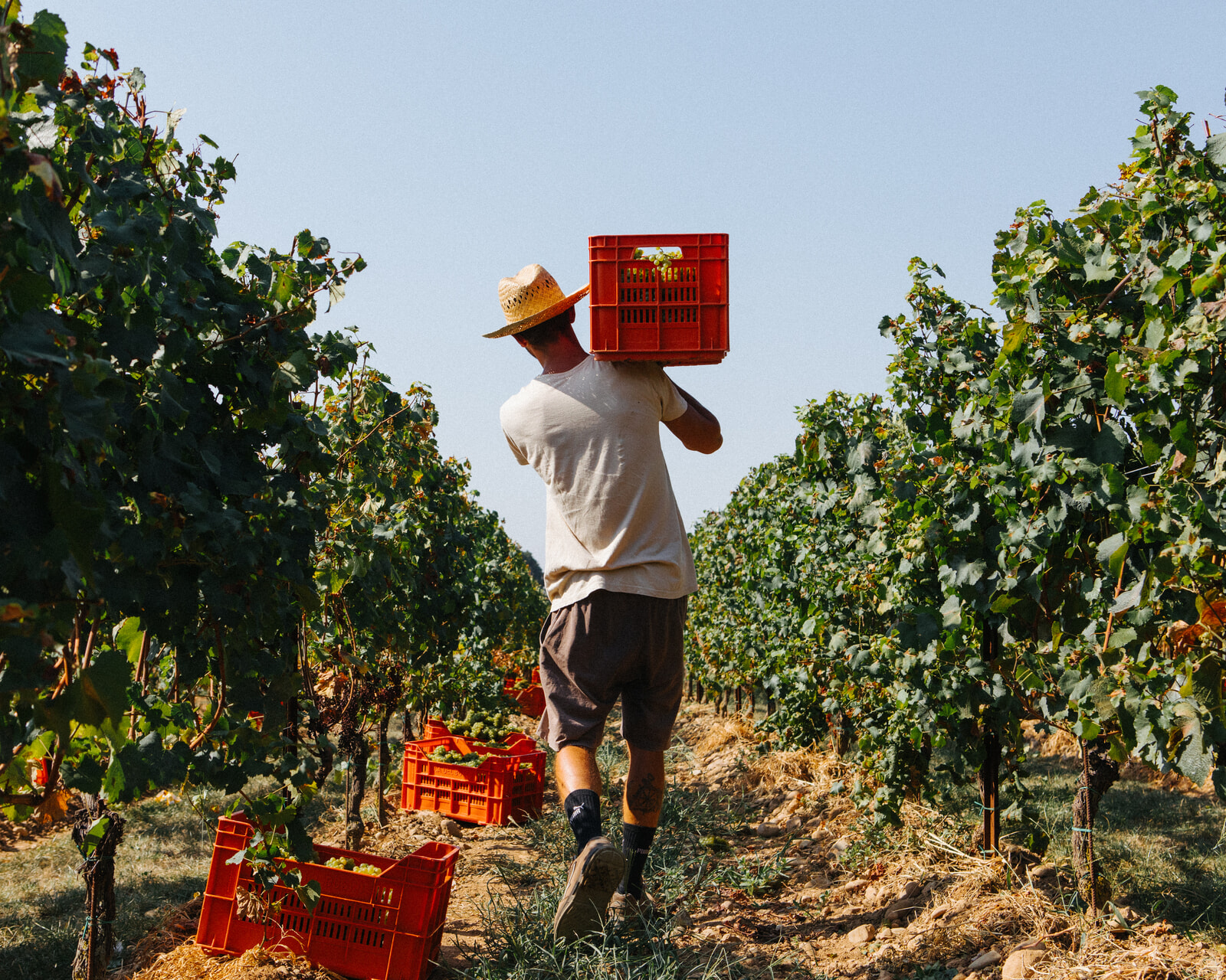 Ca' del Bosco_Harvest_1_Photo by Marco D'Amico.jpg