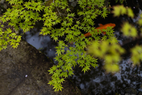 NANZENJI_KIKUSUI_0239.JPG