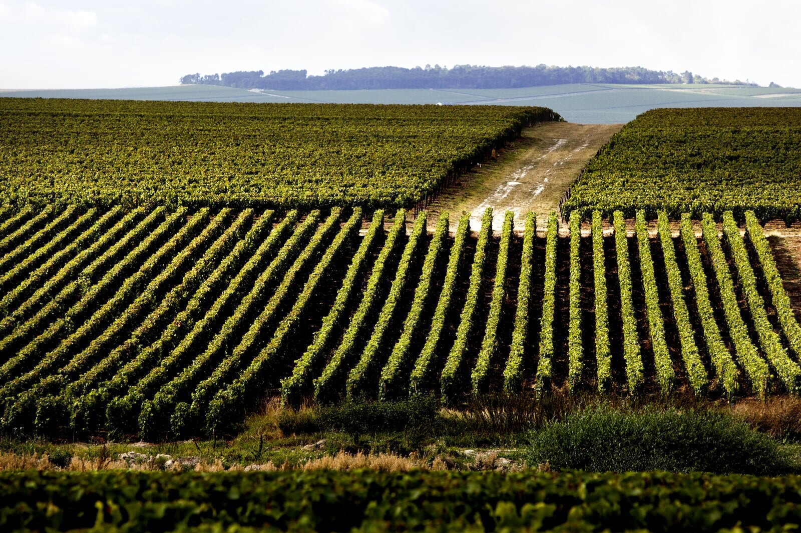 Ruinart_Vineyards_Spring_5_1.jpg