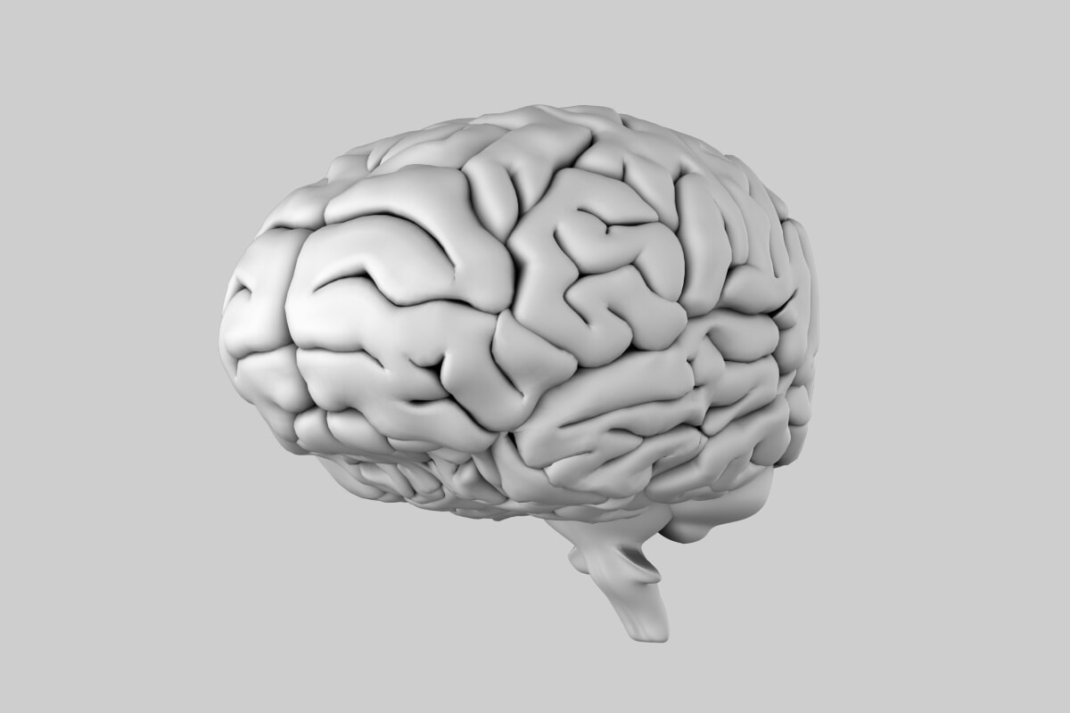 brain.jpg