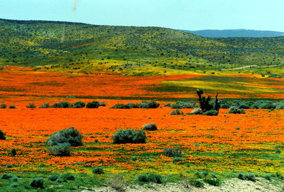 orange2.jpg