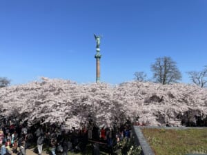 デンマークの日本ブームを牽引する、 コペンハーゲン・サクラフェスティバル。