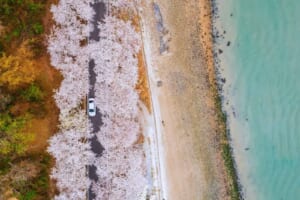韓国の桜名所。ソウルから南の島まで、繰り広げられる春の景色。