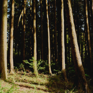 伊豆のクロモジと、「リジェネラティブグッド」なウカのものづくり。